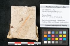 Foto (Objekt + Etikett) von Grevillea haeringiana Ettingshausen (NHMW-GEO-2024-0188-8141)